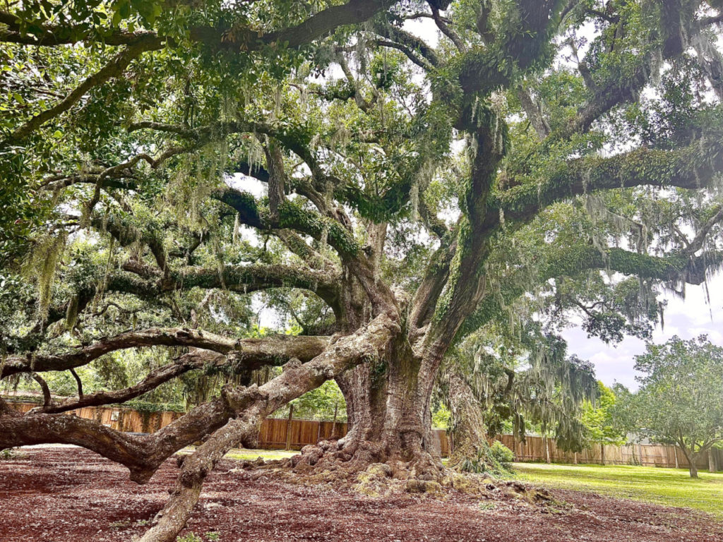 Homepage - Cognitive Behavioral Therapy Center of New Orleans